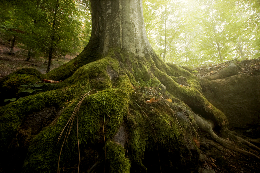 Returning to the Self and the Present concept - tree roots