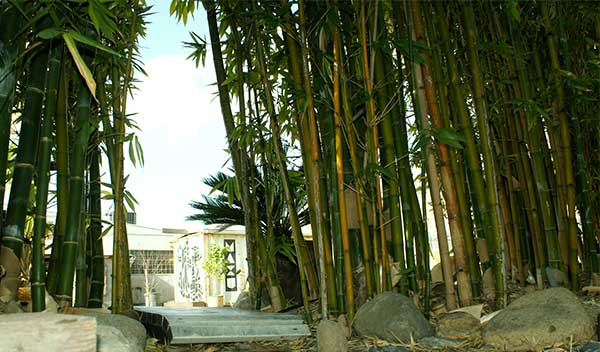 bamboo lined entrance to Barn Life Recovery