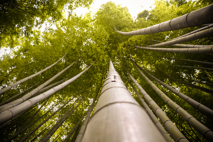 Views of Bamboo representing calmness in outpatient rehab program in costa mesa.